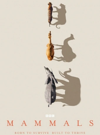 Млекопитающие