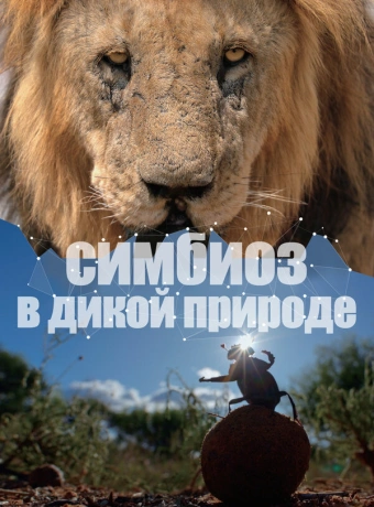 Симбиоз в дикой природе