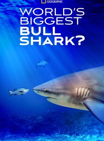 Самая огромная акула-бык