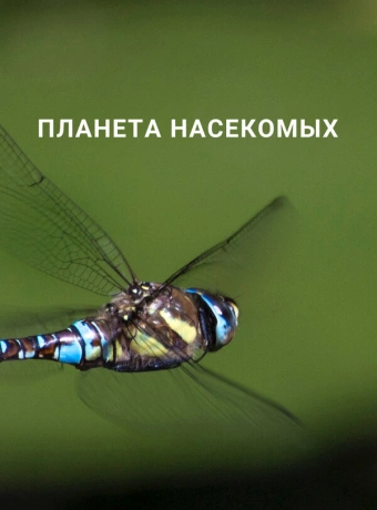Планета насекомых