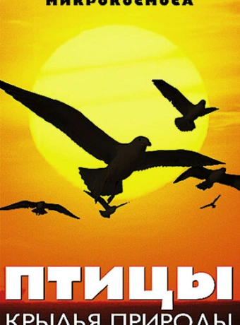 Птицы: Крылья природы